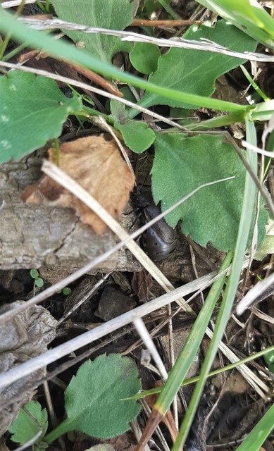 Galeruca pomonae - barna olajosbogár