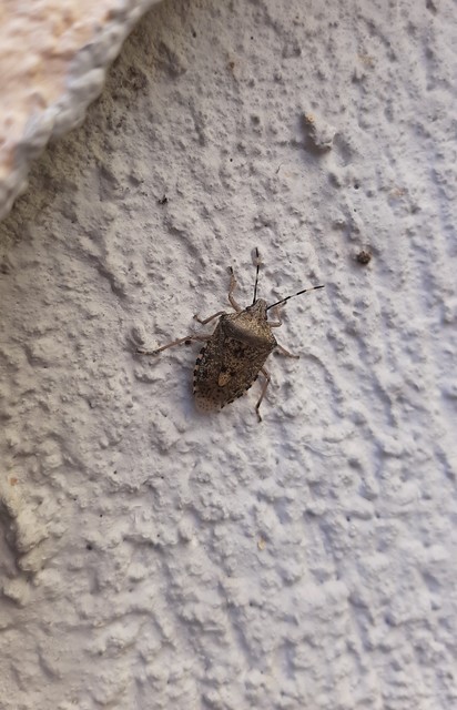 Rhaphigaster nebulosa - bencepoloska