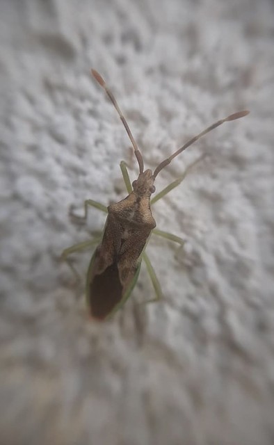 Gonocerus juniperi - boróka-karimáspoloska