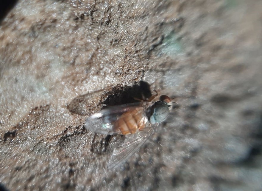 Platypezidae - kormoslegyek