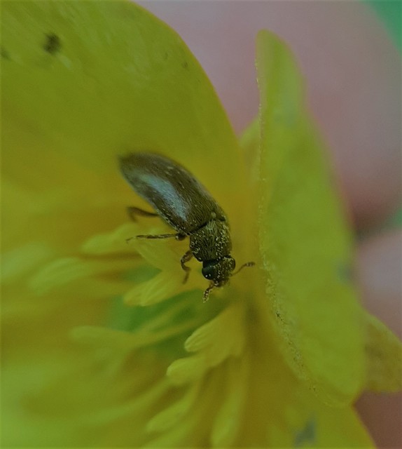 Byturus tomentosus