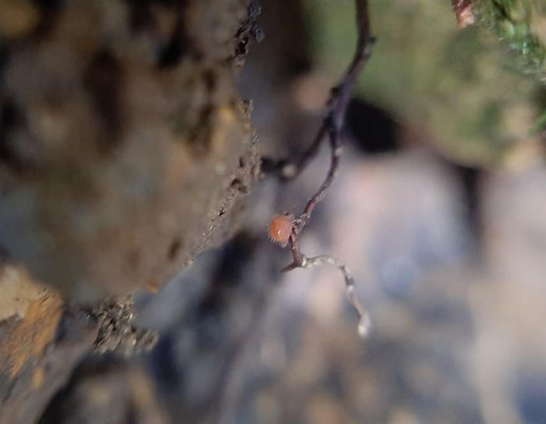 Caprainea marginata