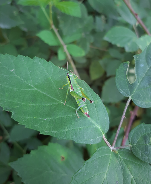 Odontopodisma decipiens - déli hegyisáska