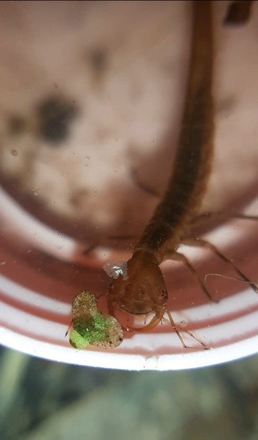 Dytiscus