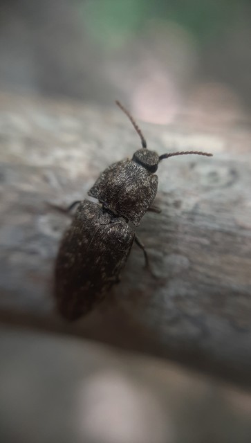Agrypnus murinus - egérszínű pikkelyespattanó