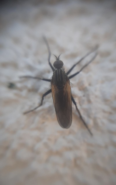 Empididae - táncoslegyek