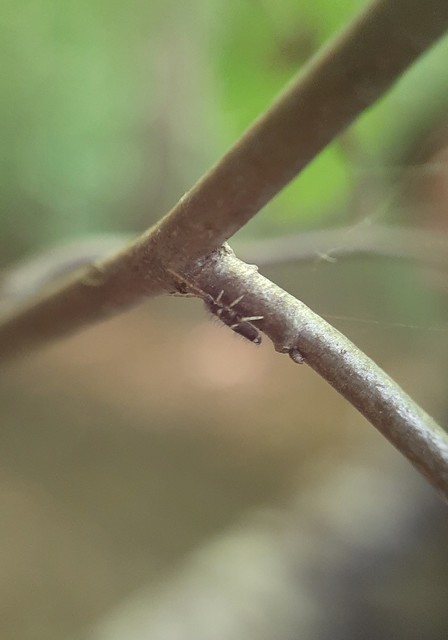 Entomobrya dorsalis