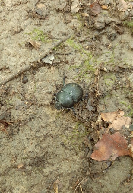 Anoplotrupes stercorosus - erdei álganéjtúró