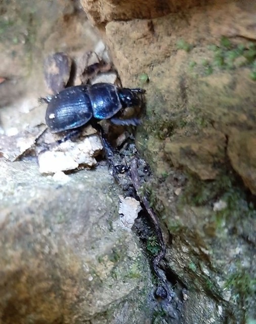 Anoplotrupes stercorosus - erdei álganéjtúró