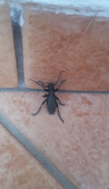 Dorcadion aethiops - fekete gyalogcincér
