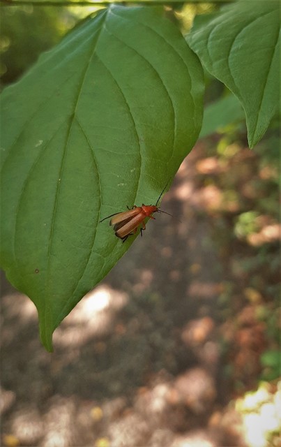 Rhagonycha fulva - feketevégű lágybogár