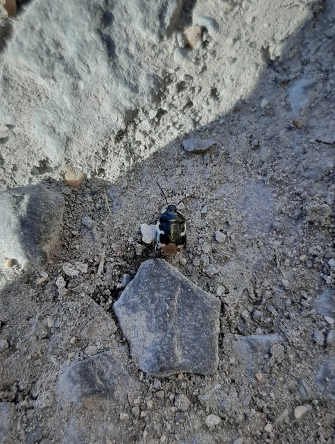 Tritomegas bicolor - foltos földipoloska
