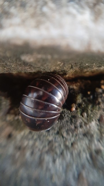 Glomeridae