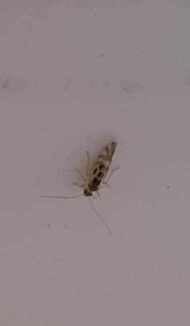 Graphopsocus cruciatus