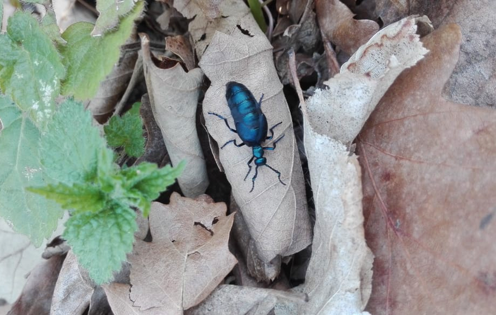 Meloe violaceus - kék nünüke