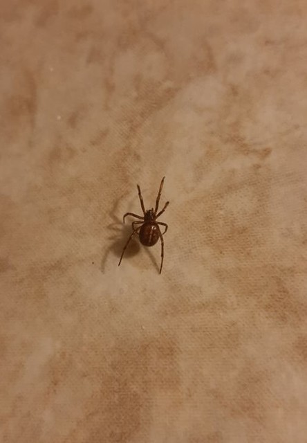 Steatoda bipunctata - kétpettyes faggyúpók