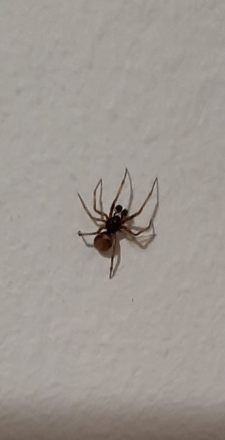 Steatoda bipunctata - kétpettyes faggyúpók