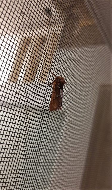 Triodia sylvina - kis gyökérrágólepke
