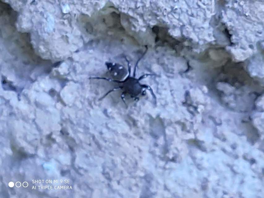 Heliophanus kochii - négypettyes ugrópók