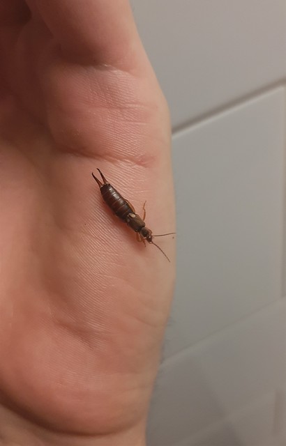 Forficula auricularia - közönséges fülbemászó