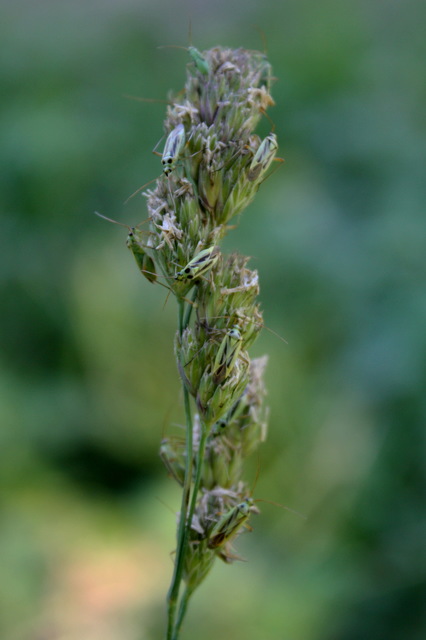 Stenotus binotatus - kétfoltos mezeipoloska