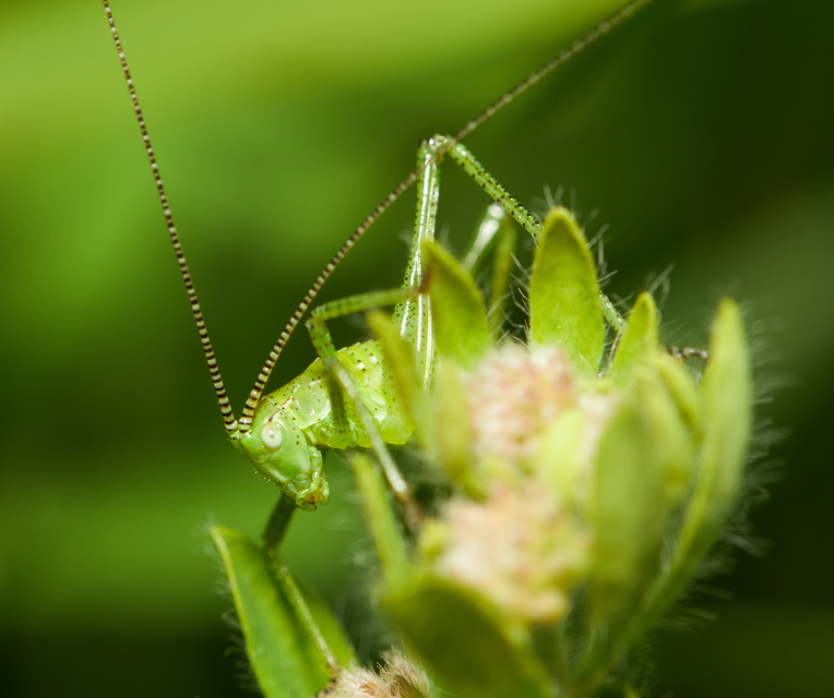 Leptophyes