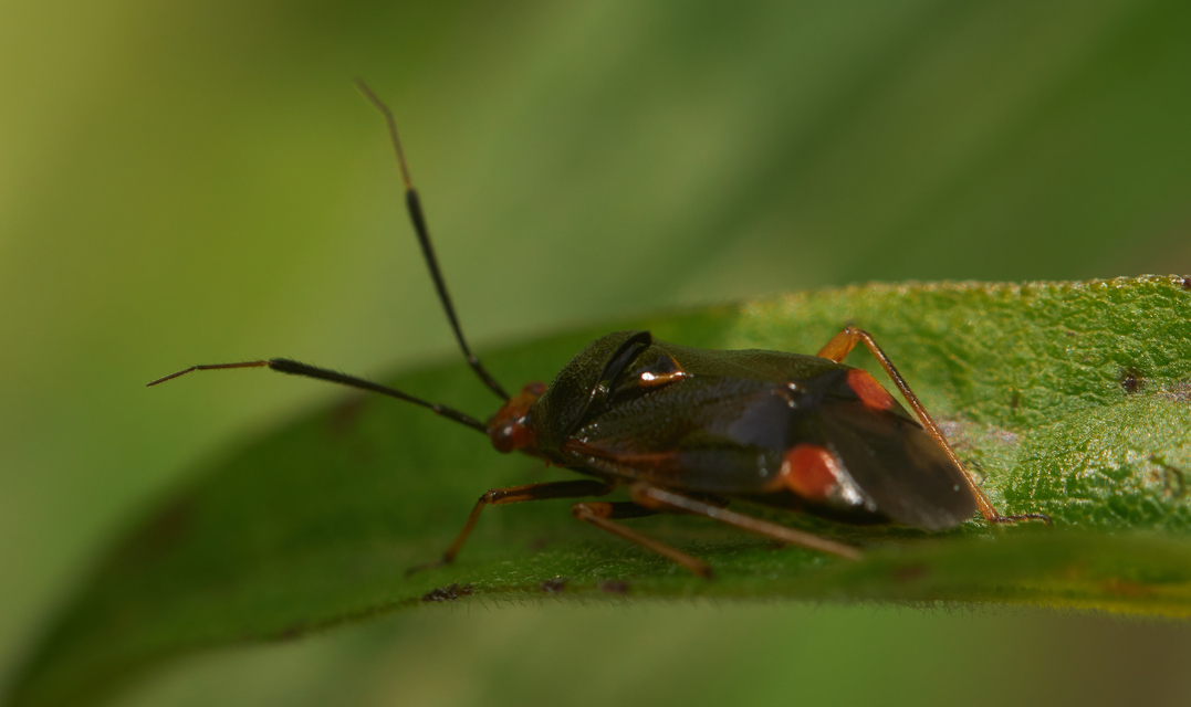 Deraeocoris ruber - vöröses mezeipoloska