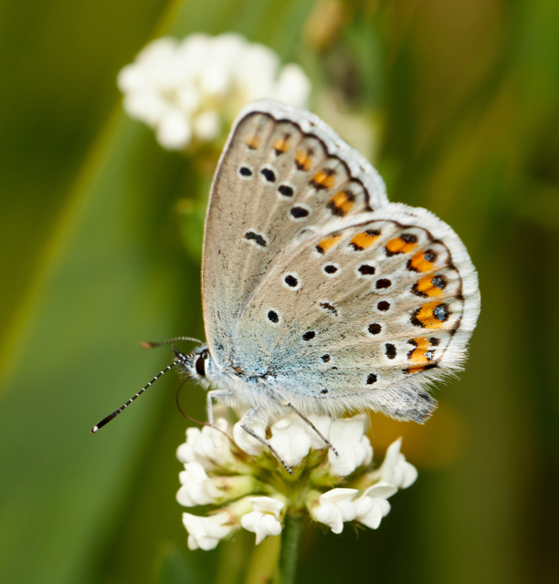 Plebejus idas - északi boglárka