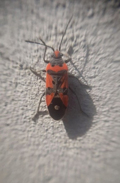 Lygaeus equestris/simulans