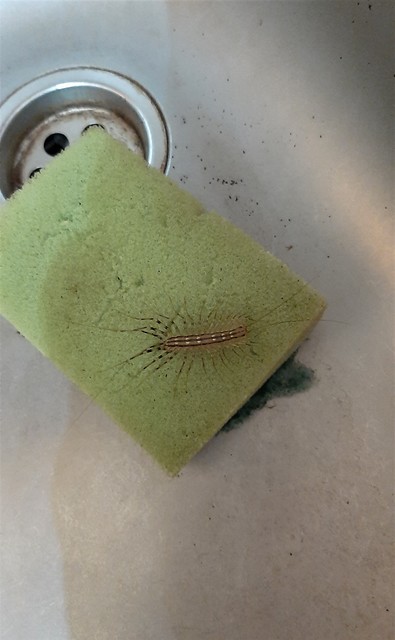 Scutigera coleoptrata - légyölő pókszázlábú