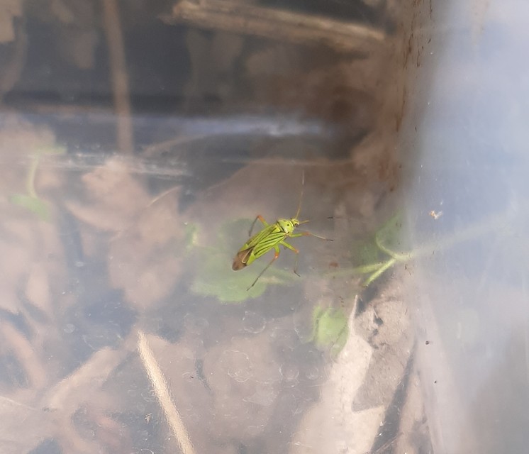 Mermitelocerus schmidtii