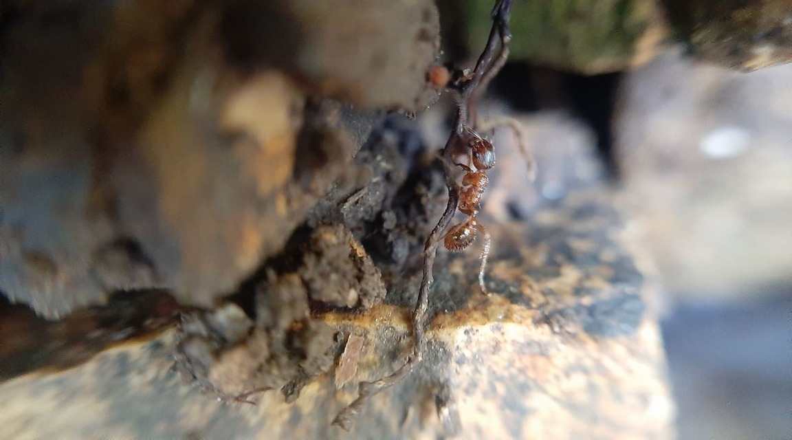Tetramorium