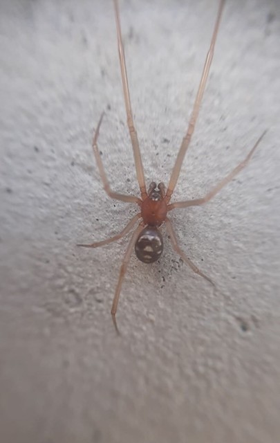 Steatoda grossa - nagy faggyúpók