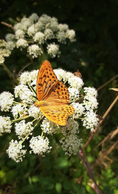Argynnis paphia - nagy gyöngyházlepke