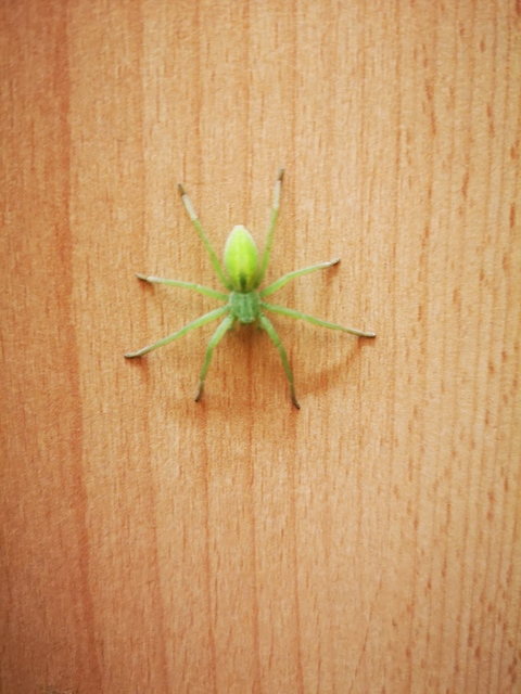 Micrommata virescens - hunyópók