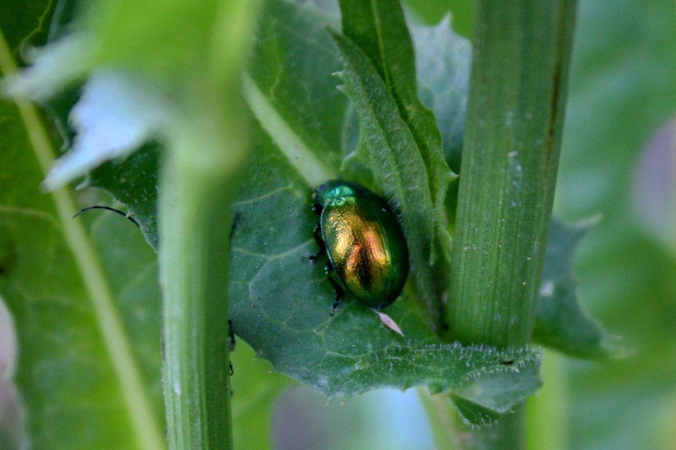 Chrysolina herbacea - zöld mentalevelész