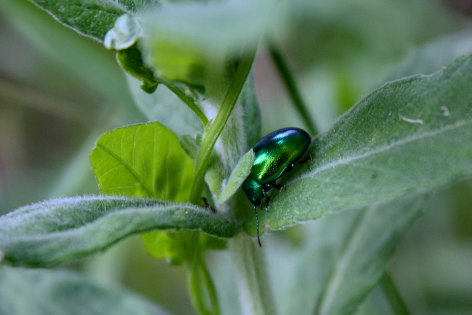 Chrysolina herbacea - zöld mentalevelész
