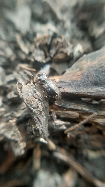 Notiophilus rufipes - vöröslábú szemesfutó