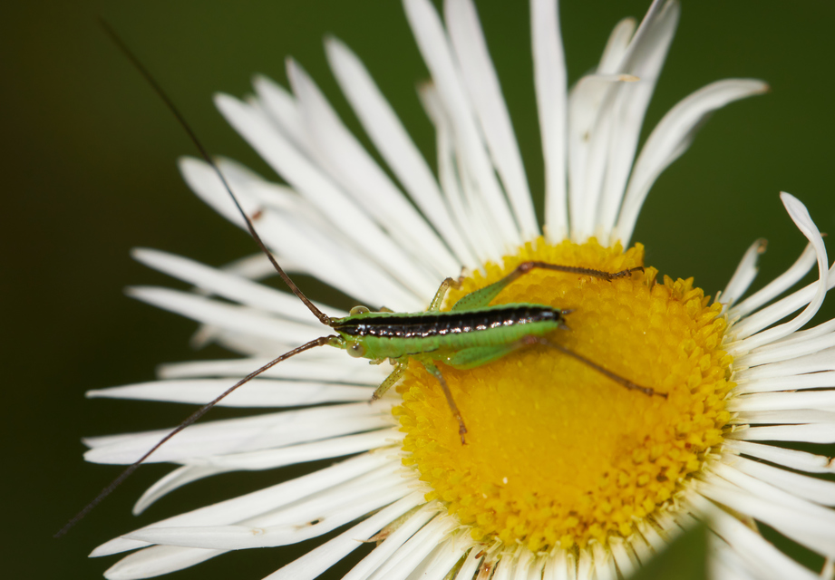 Conocephalus fuscus - kis kúpfejűszöcske