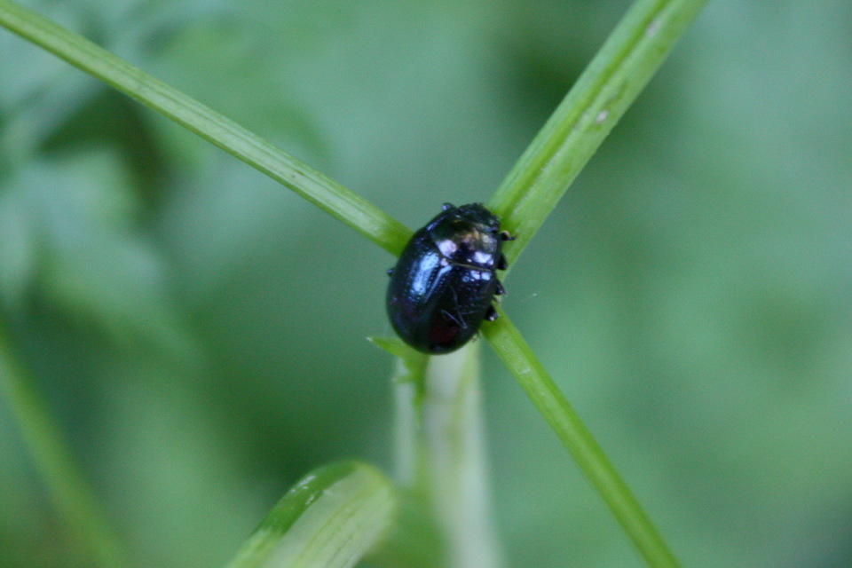 Chrysolina oricalcia - bronzos levélbogár