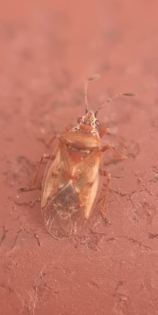 Kleidocerys resedae - nyírbodobács
