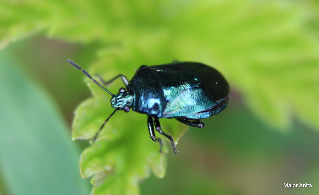 Zicrona caerulea - acélkék poloska Zicrona caerulea - acélkék poloska