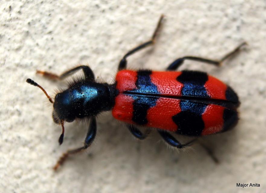 Trichodes apiarius - szalagos méhészbogár