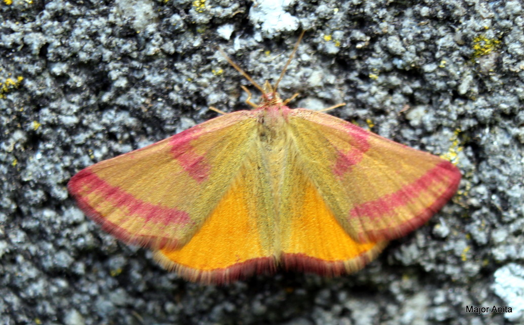 Lythria purpuraria - bíborsávos araszoló