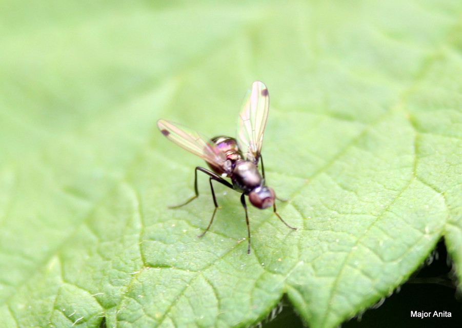 Sepsidae - billegetőlégyfélék