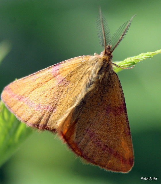 Lythria purpuraria - bíborsávos araszoló