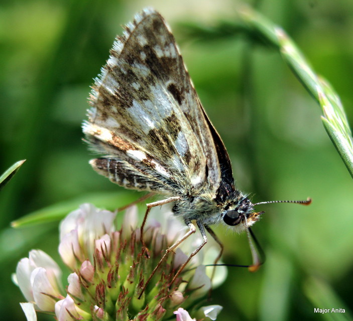 Pyrgus armoricanus - feles busalepke