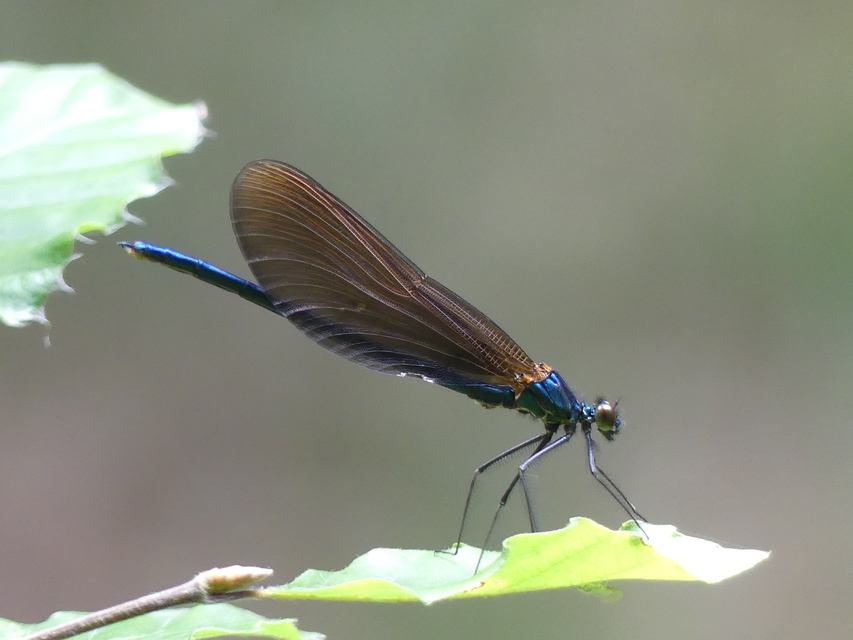 Calopteryx virgo - kisasszony-szitakötő
