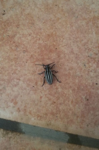 Dorcadion scopolii - nyolcsávos gyalogcincér