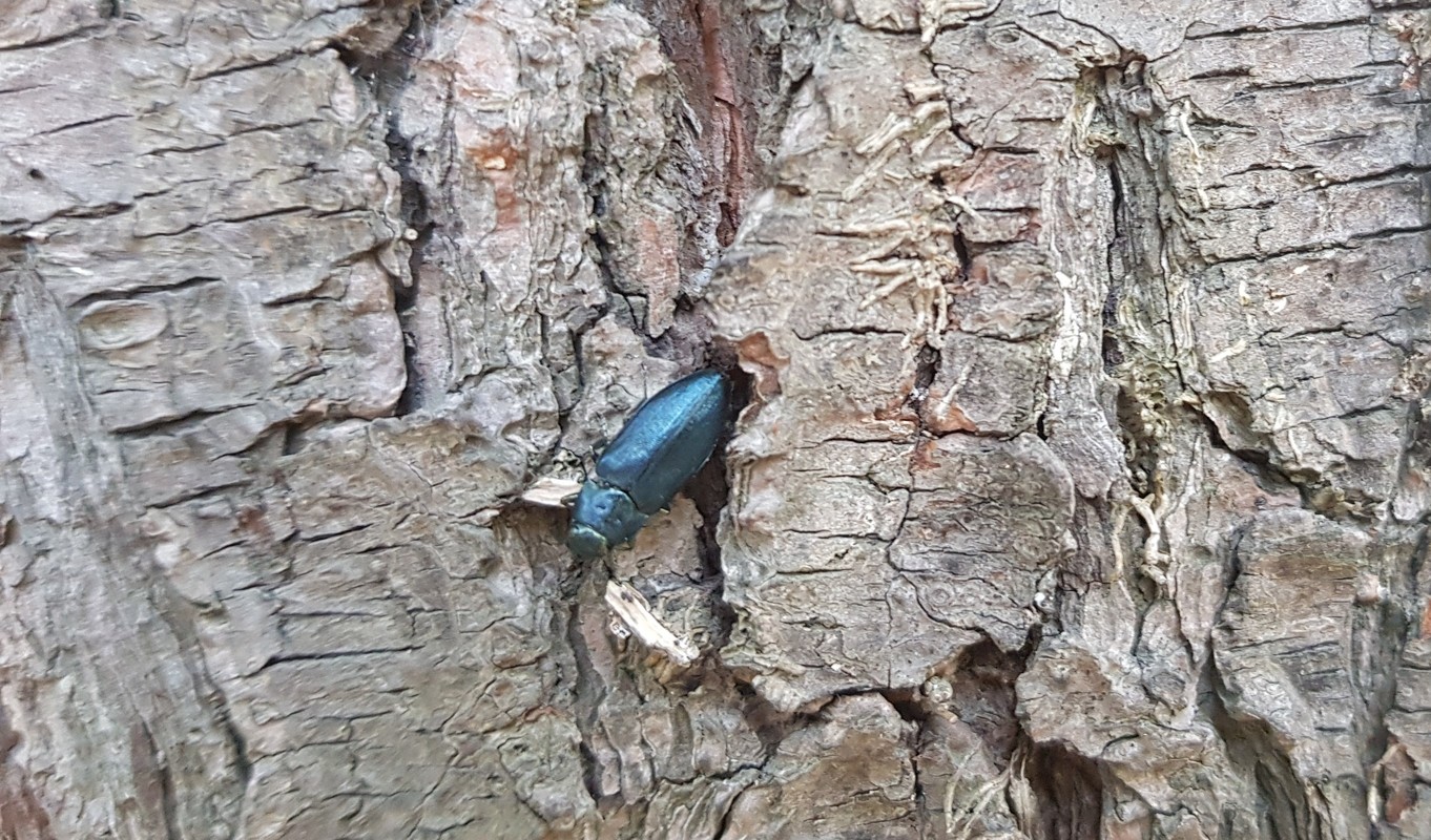 Phaenops cyanea - kék fürgedíszbogár